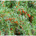 Lycium de Goji séché au rouge